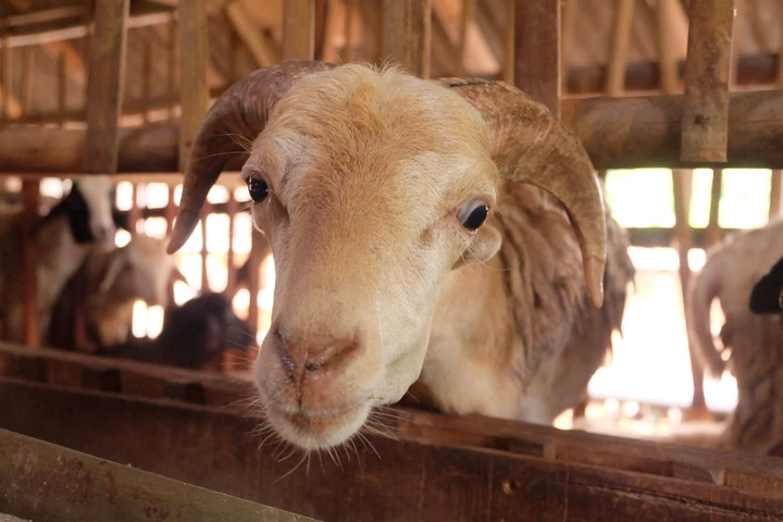 manfaat kotoran kambing