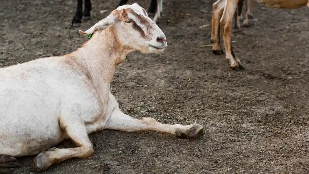 tips agar kambing cepat gemuk