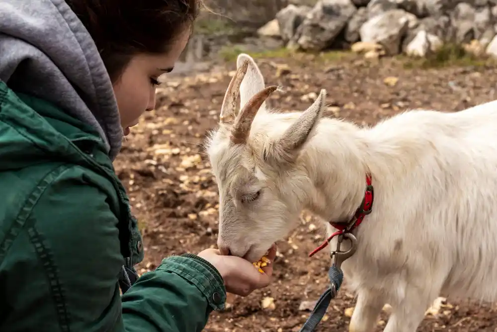 panduan ternak kambing untuk pemula