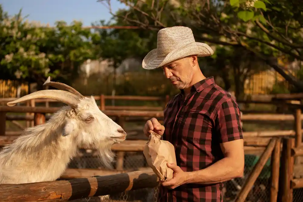 pelatihan praktis penggemukan kambing