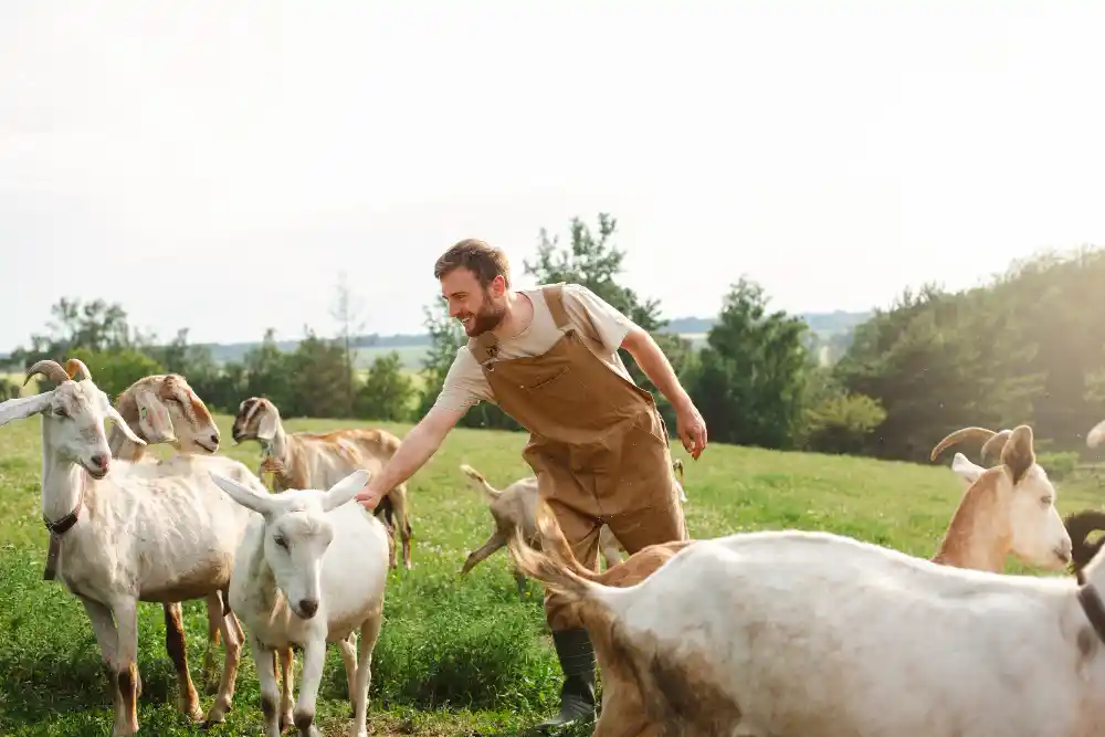 cara menjaga kesehatan kambing