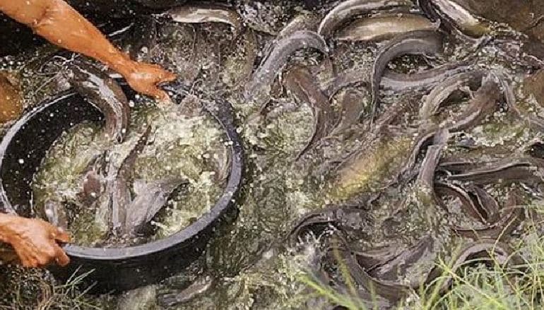 bau makanan yang menarik lele