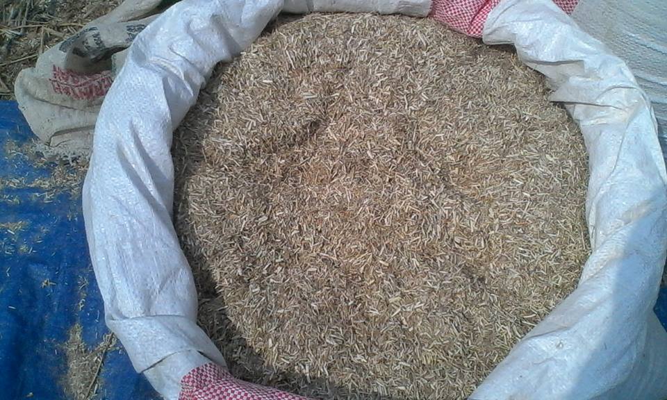 Cara Membuat Pakan Kambing Fermentasi Kering