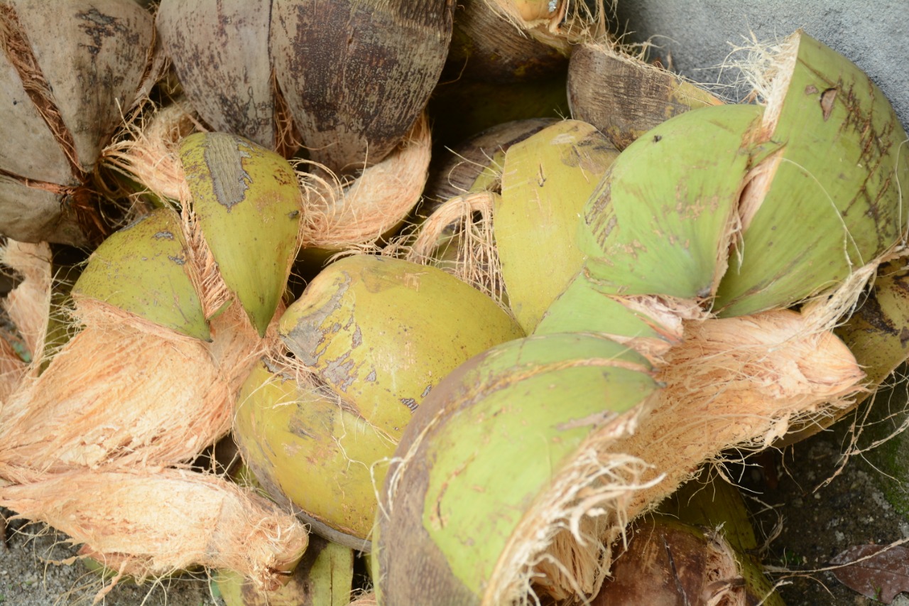 Teknik pencucian serat sabut kelapa alami