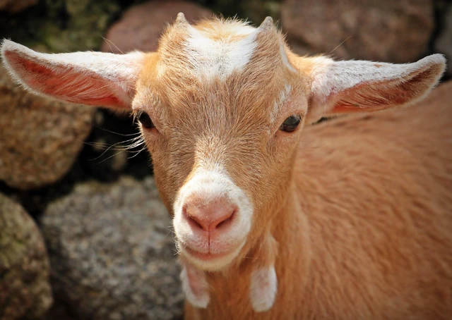 ransum pakan kambing intensif