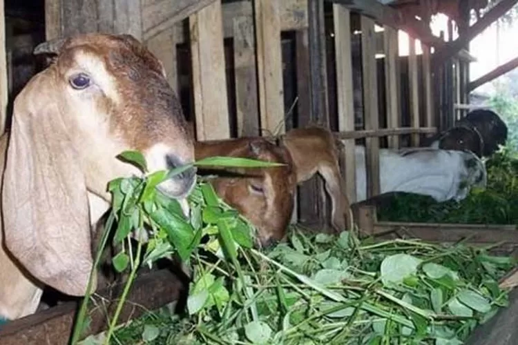 manajemen pakan kambing sehat