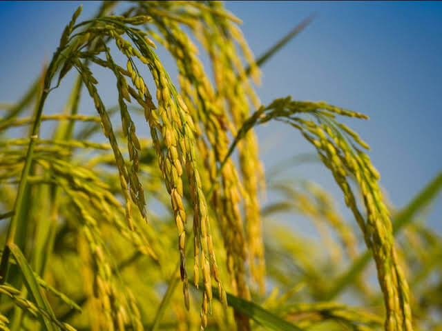 Peluang Usaha Jasa Perontok Padi