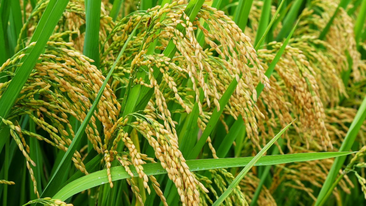 Teknologi Mesin Perontok Padi