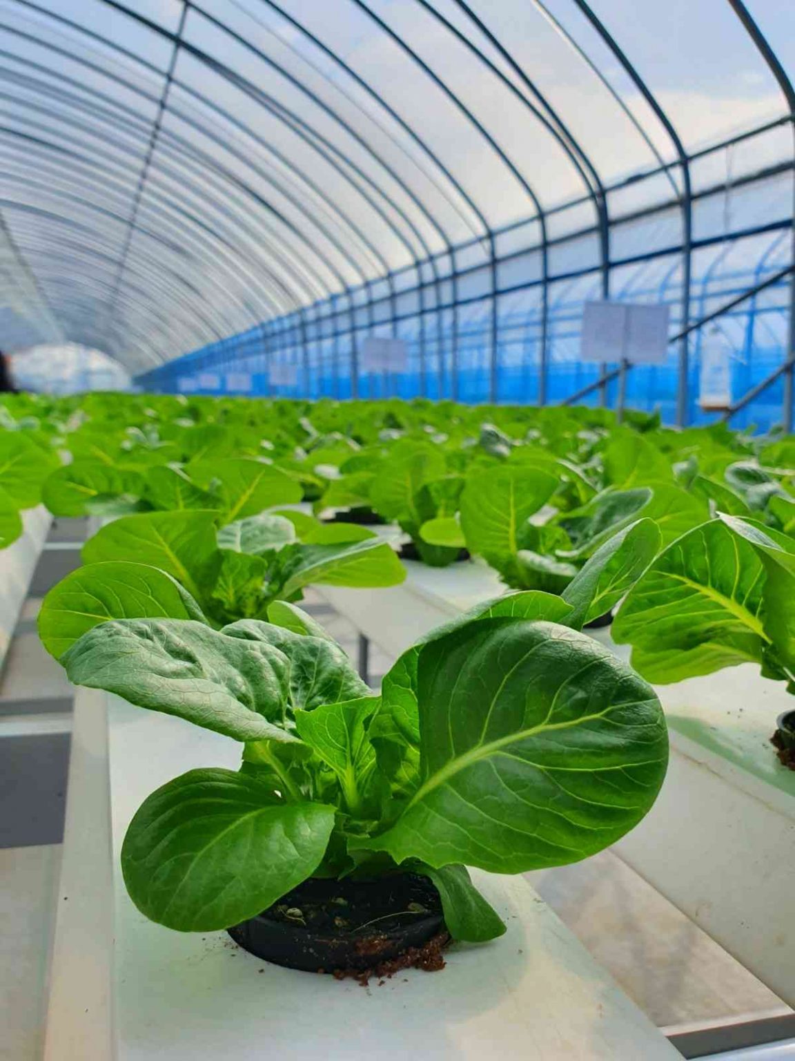 peluang usaha greenhouse tanaman sayur