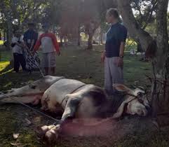 Cara Membaringkan Sapi Tanpa Stres