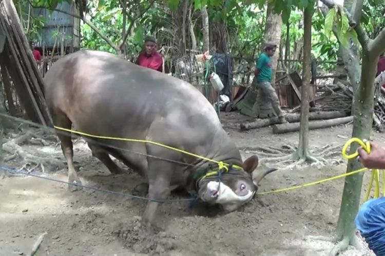 Tips Menjinakkan Sapi Kurban Ngamuk