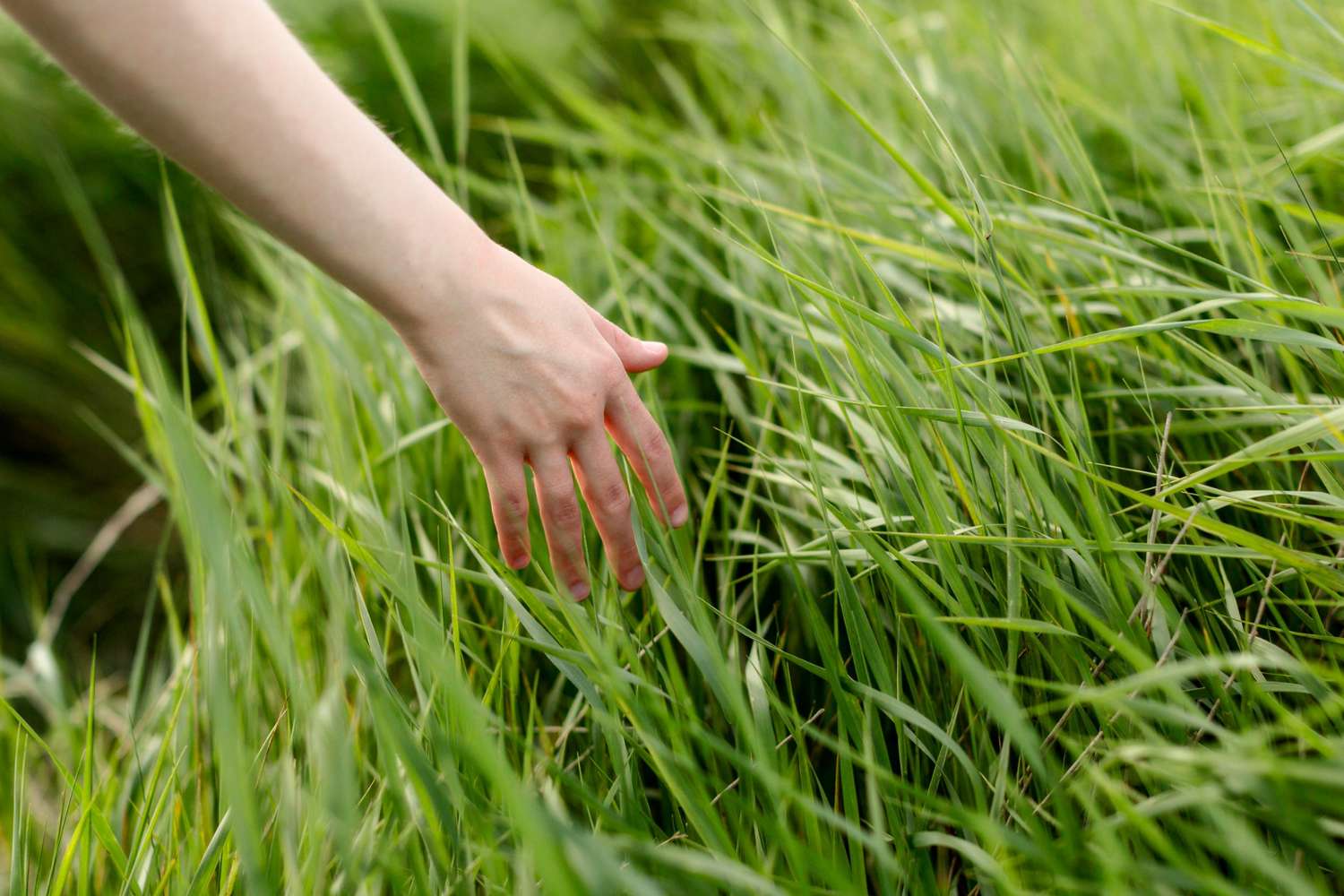 perbedaan mencacah rumput manual dan mesin