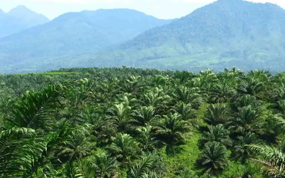 Peran LCC dalam Perkebunan Sawit