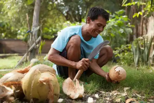 cara mengupas sabut kelapa